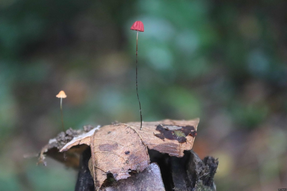 Marasmius